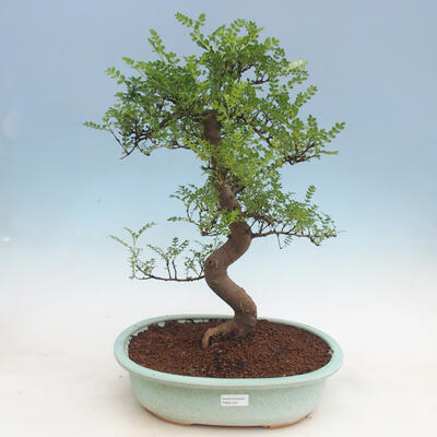 Izbová bonsai - Zantoxylum piperitum - Pepřovník - 1