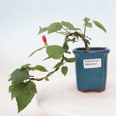 Izbová bonsai - Malvaviscus arboreus - ibištekovec drevnatý - 1