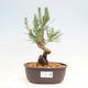 Vonkajší bonsai - Pinus thunbergii - Borovica thunbergova - 1/4