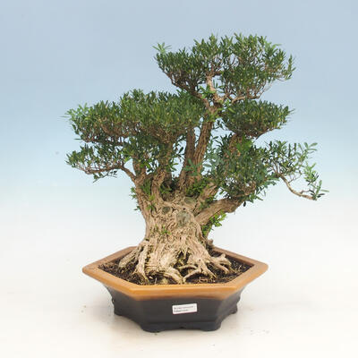 Izbová bonsai - Buxus harlandii - korkový buxus - 1