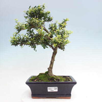 Izbová bonsai - Ilex crenata - Cezmína - 1