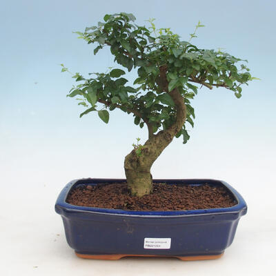 Izbová bonsai -Ligustrum chinensis - Vtáčí zob - 1