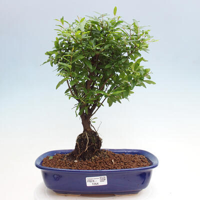 Izbová bonsai-Punic granatum nana-Granátové jablko