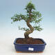 Izbová bonsai -Ligustrum chinensis - Vtáčí zob - 1/3