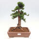 Vonkajší bonsai - Taxus cuspidata - Tis japonský - 1/6