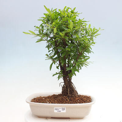 Izbová bonsai-Punic granatum nana-Granátové jablko