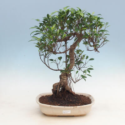 Izbová bonsai - Ficus kimmen - malolistá fikus