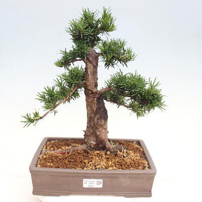 Vonkajší bonsai - Taxus cuspidata - Tis japonský - 1