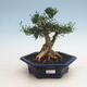 Izbová bonsai - Buxus harlandii - 1/4