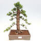 Vonkajší bonsai - Taxus cuspidata - Tis japonský - 1/6