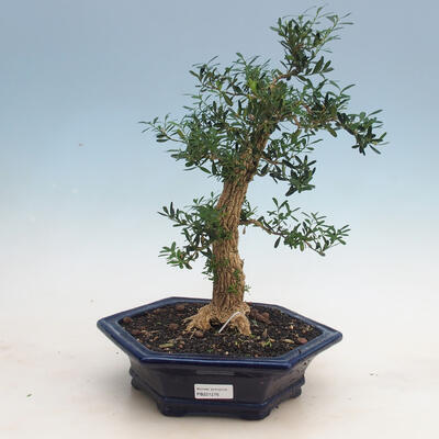 Izbová bonsai - Buxus harlandii - 1