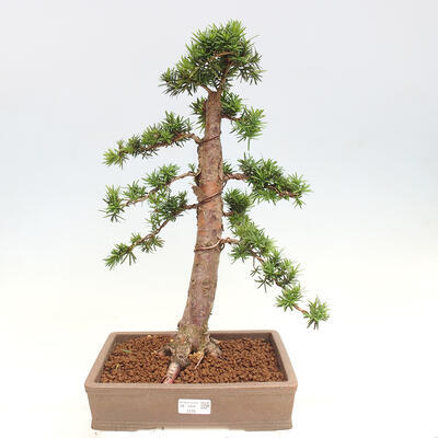 Vonkajší bonsai - Taxus cuspidata - Tis japonský - 1