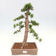 Vonkajší bonsai - Taxus cuspidata - Tis japonský - 1/6