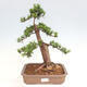 Vonkajší bonsai - Taxus cuspidata - Tis japonský - 1/6