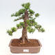 Vonkajší bonsai - Taxus cuspidata - Tis japonský - 1/6