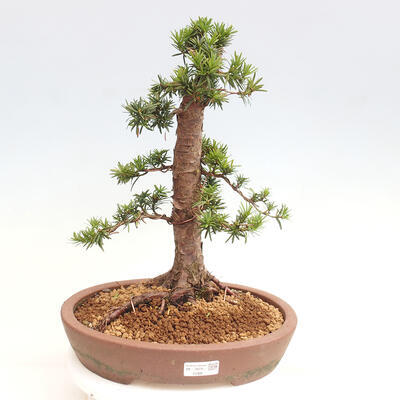 Vonkajší bonsai - Taxus cuspidata - Tis japonský - 1