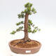 Vonkajší bonsai - Taxus cuspidata - Tis japonský - 1/6