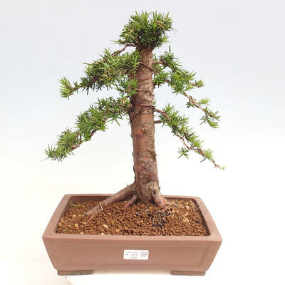 Vonkajší bonsai - Taxus cuspidata - Tis japonský - 1