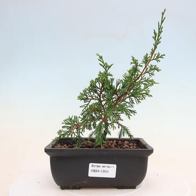 Vonkajší bonsai - Juniperus chinensis ITOIGAWA -Jalovec čínsky