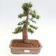 Vonkajší bonsai - Taxus cuspidata - Tis japonský - 1/6