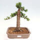 Vonkajší bonsai - Taxus cuspidata - Tis japonský - 1/6