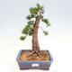 Vonkajší bonsai - Taxus cuspidata - Tis japonský - 1/6