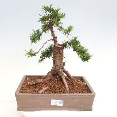 Vonkajší bonsai - Taxus cuspidata - Tis japonský - 1