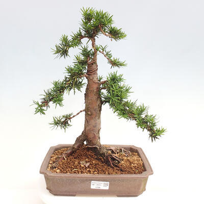 Vonkajší bonsai - Taxus cuspidata - Tis japonský - 1