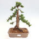 Vonkajší bonsai - Taxus cuspidata - Tis japonský - 1/6