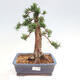 Vonkajší bonsai - Taxus cuspidata - Tis japonský - 1/6