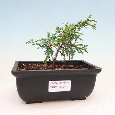 Vonkajší bonsai - Juniperus chinensis ITOIGAVA -Jalovec čínsky