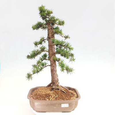 Vonkajší bonsai - Taxus cuspidata - Tis japonský - 1