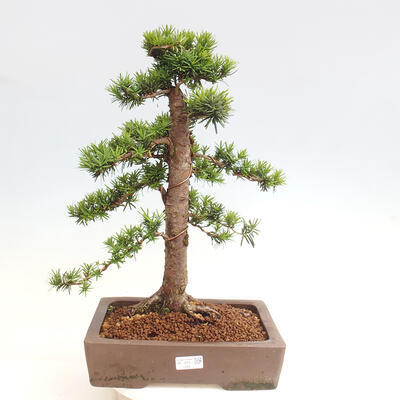 Vonkajší bonsai - Taxus cuspidata - Tis japonský - 1