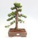 Vonkajší bonsai - Taxus cuspidata - Tis japonský - 1/6