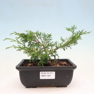 Vonkajší bonsai - Juniperus chinensis ITOIGAVA -Jalovec čínsky