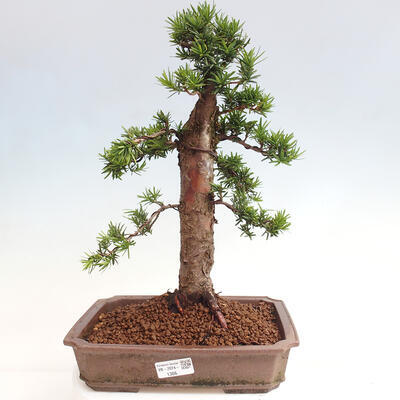 Vonkajší bonsai - Taxus cuspidata - Tis japonský - 1