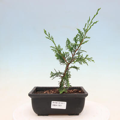 Vonkajší bonsai - Juniperus chinensis ITOIGAVA -Jalovec čínsky