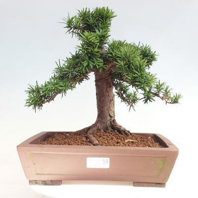 Vonkajší bonsai - Taxus cuspidata - Tis japonský - 1