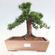 Vonkajší bonsai - Taxus cuspidata - Tis japonský - 1/6