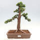 Vonkajší bonsai - Taxus cuspidata - Tis japonský - 1/6