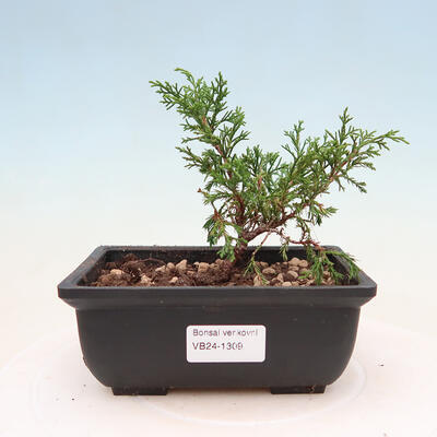 Vonkajší bonsai - Juniperus chinensis ITOIGAVA -Jalovec čínsky