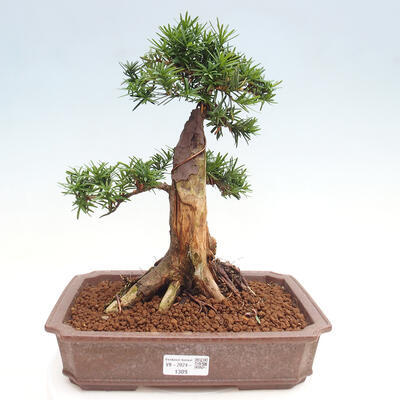 Vonkajší bonsai - Taxus cuspidata - Tis japonský - 1