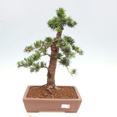 Vonkajší bonsai - Taxus cuspidata - Tis japonský - 1