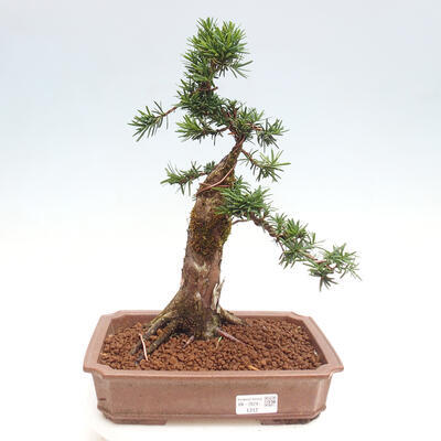 Vonkajší bonsai - Taxus cuspidata - Tis japonský - 1