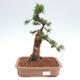 Vonkajší bonsai - Taxus cuspidata - Tis japonský - 1/6