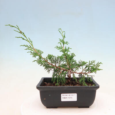 Vonkajší bonsai - Juniperus chinensis ITOIGAVA -Jalovec čínsky