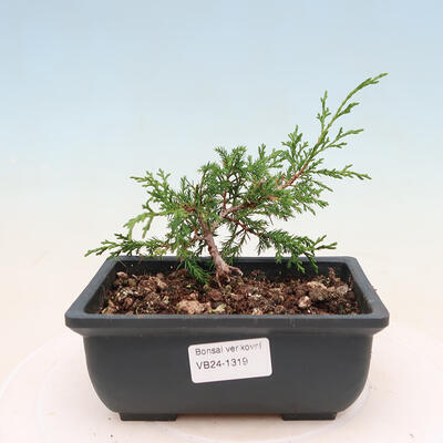 Vonkajší bonsai - Juniperus chinensis ITOIGAVA -Jalovec čínsky