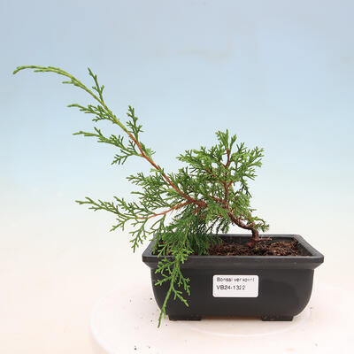 Vonkajší bonsai - Juniperus chinensis ITOIGAVA -Jalovec čínsky