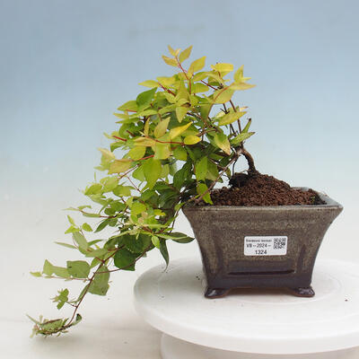 Vonkajší bonsai - Abelia Grandiflora 'Francis Mason' - Abélia - 1