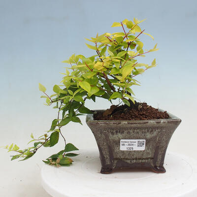 Vonkajší bonsai - Abelia Grandiflora 'Francis Mason' - Abélia - 1